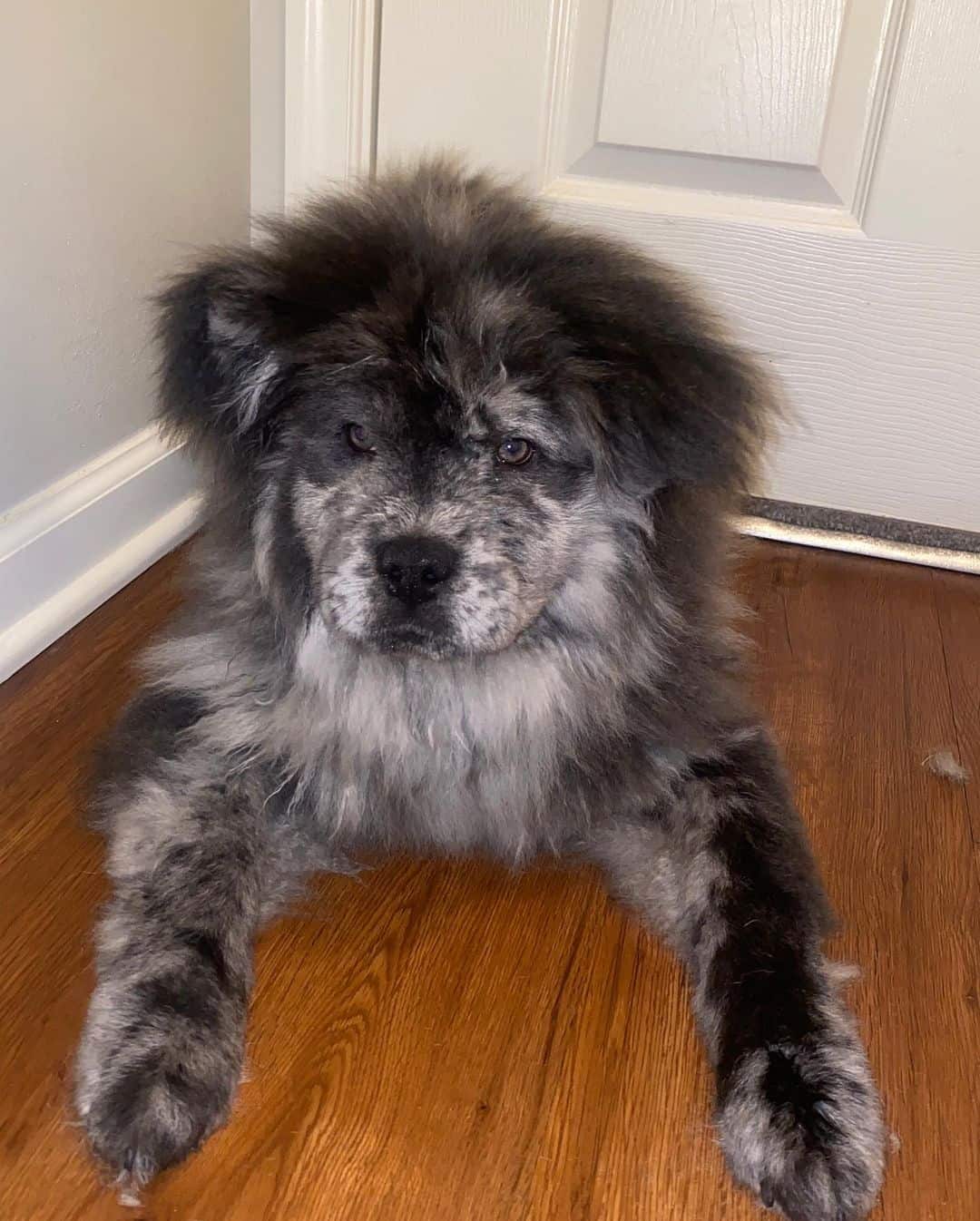 Chow Chow merle acostado en el suelo
