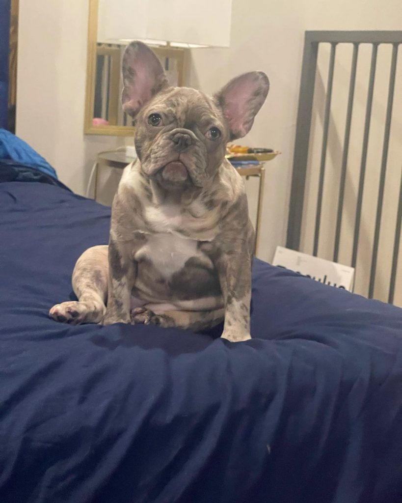 Bulldogs Franceses Merle