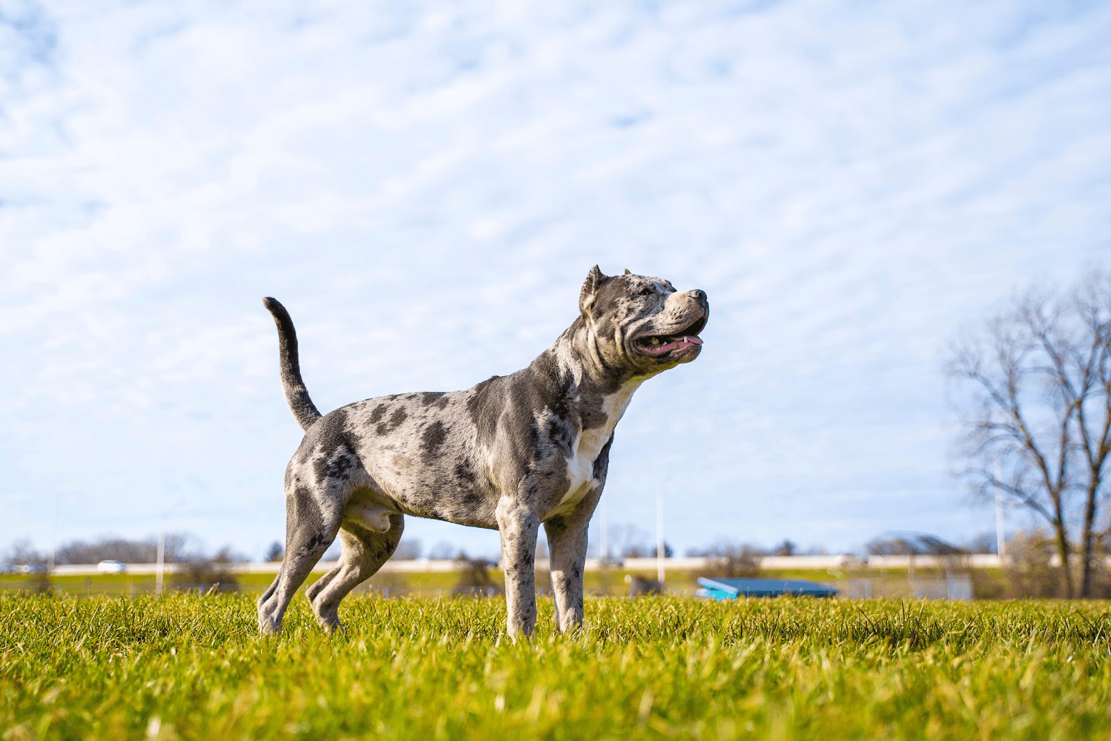 Pitbull Merle