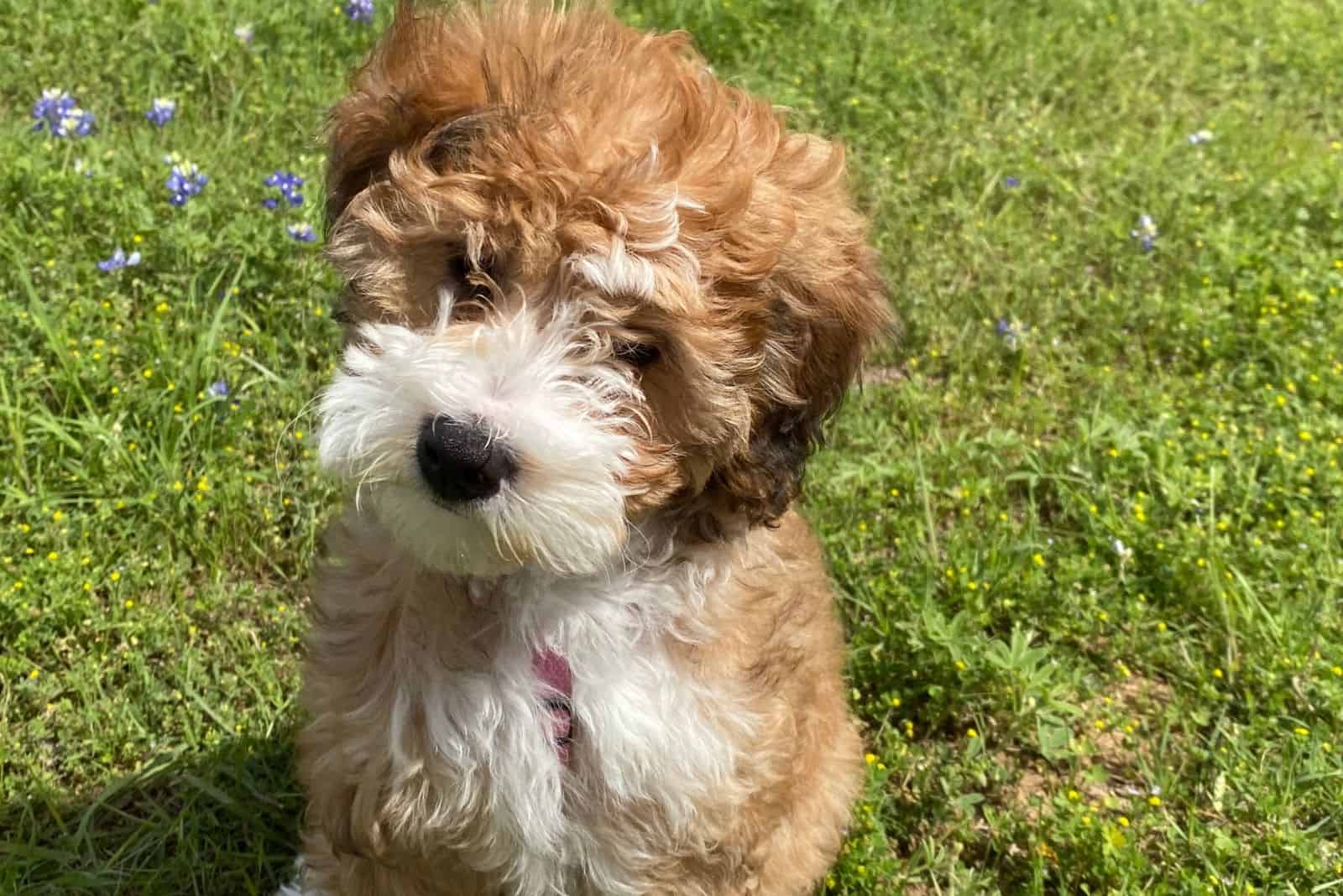 Cachorro de Mini Bernedoodle sentado en el campo