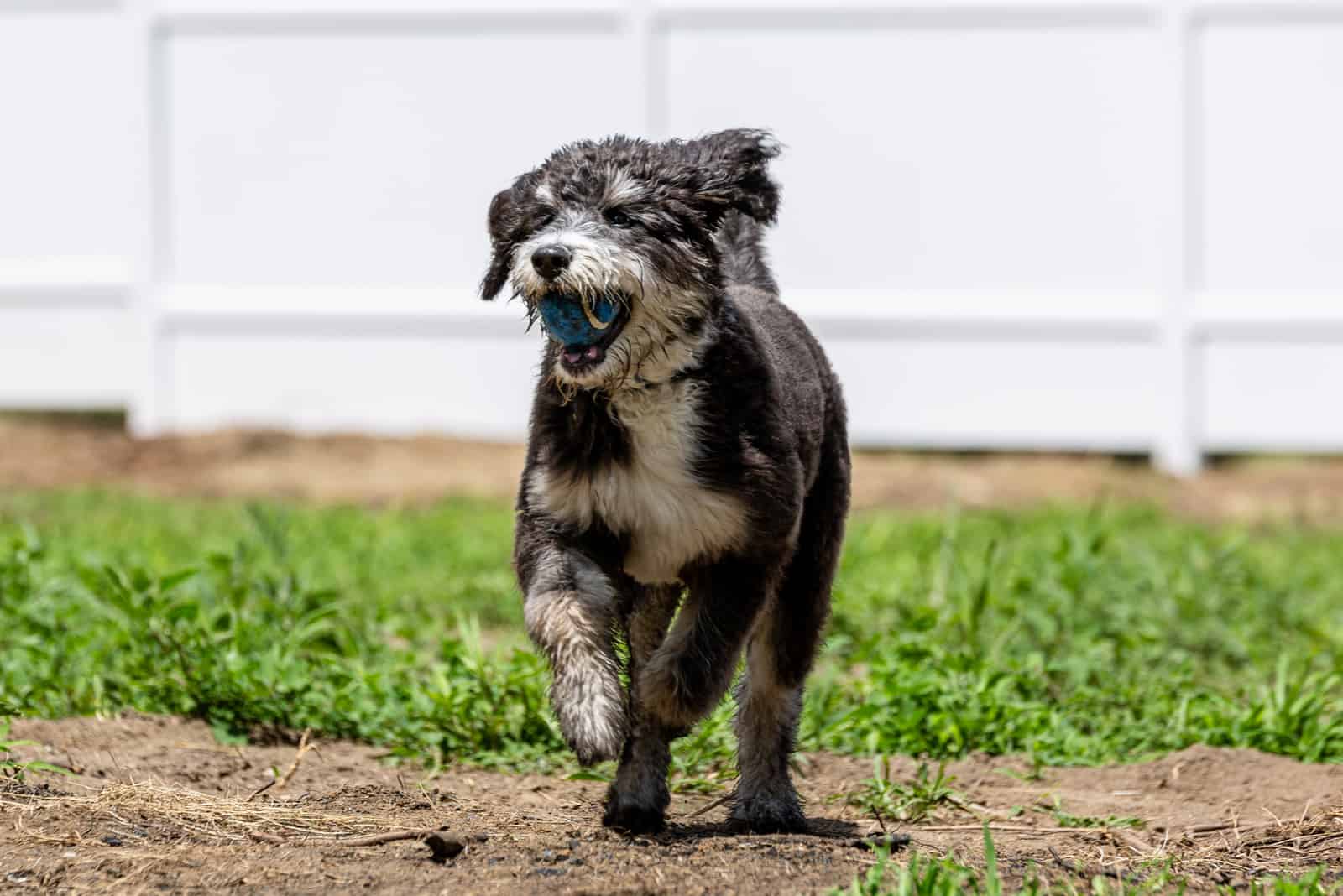 Mini Bernedoodle corriendo afuera