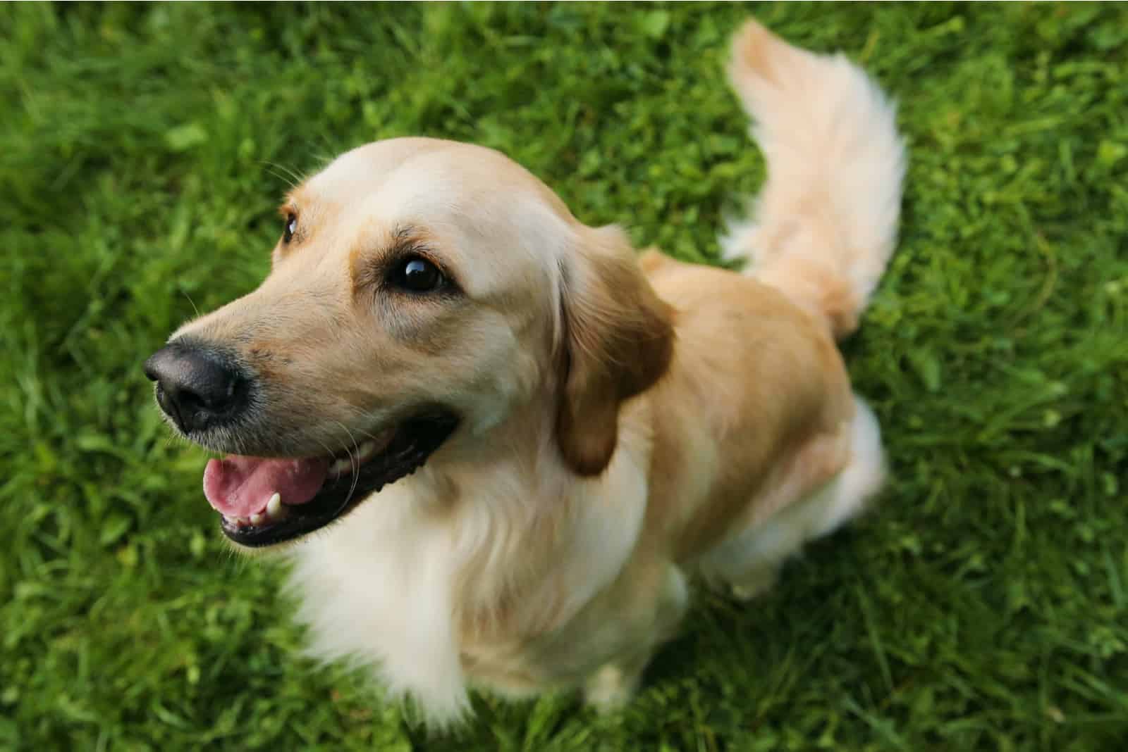 Mini Golden Retriever mirando hacia arriba