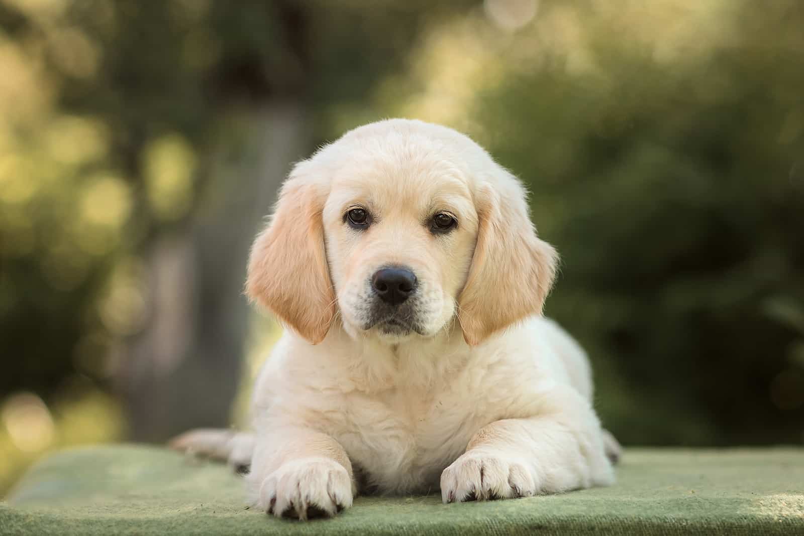 Mini Golden Retriever sentado en el patio mirando a la cámara