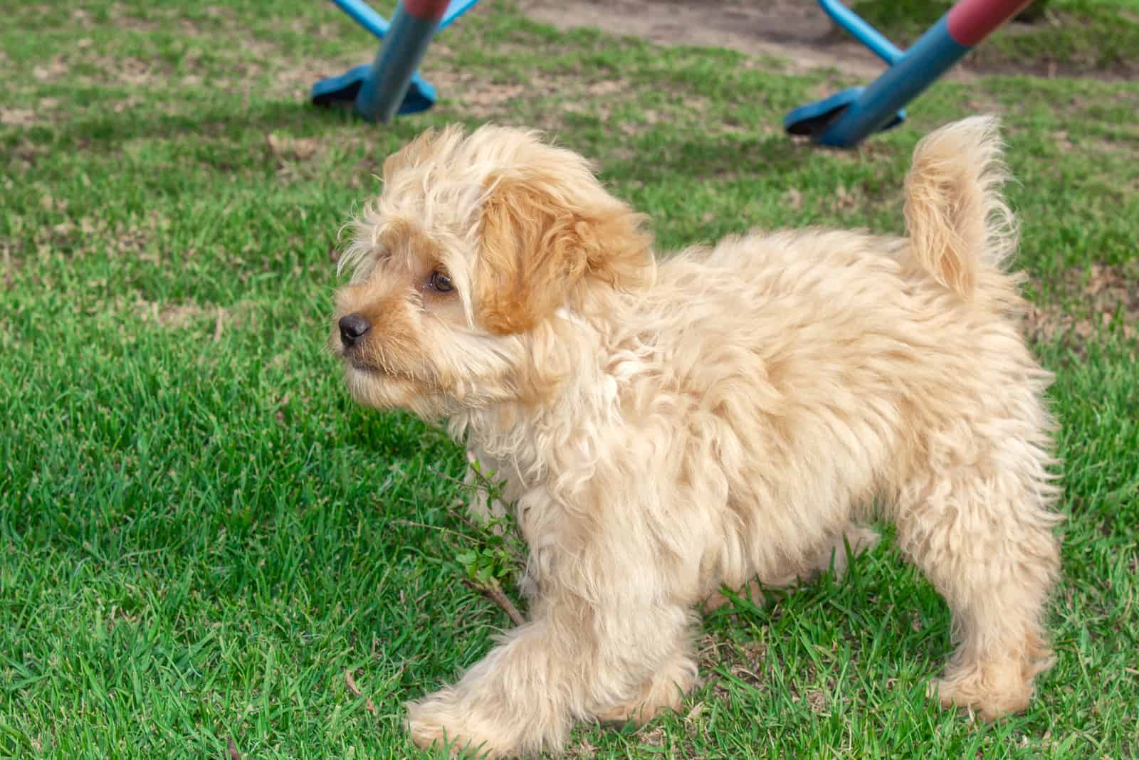 Cachorro Mini Goldendoodle