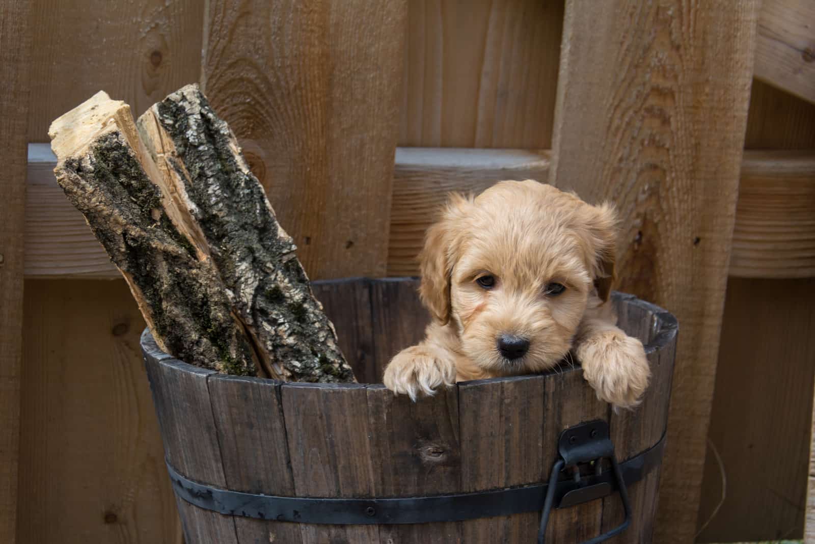 Cachorro Mini Goldendoodle en un cubo con troncos