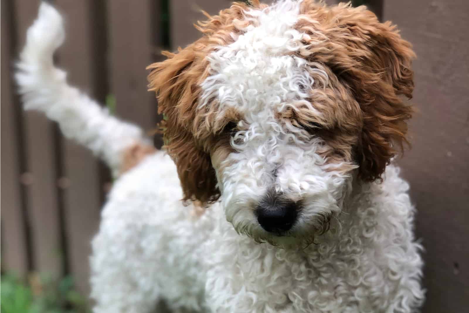 Mini Goldendoodle de pie en el césped con cerca al fondo