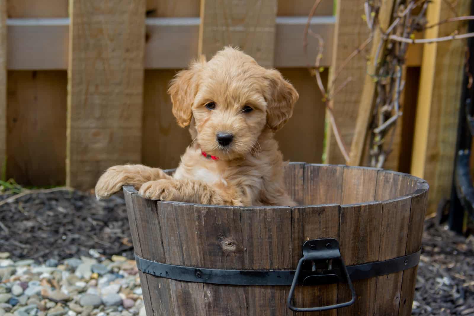 Mini Goldendoodle en un barril