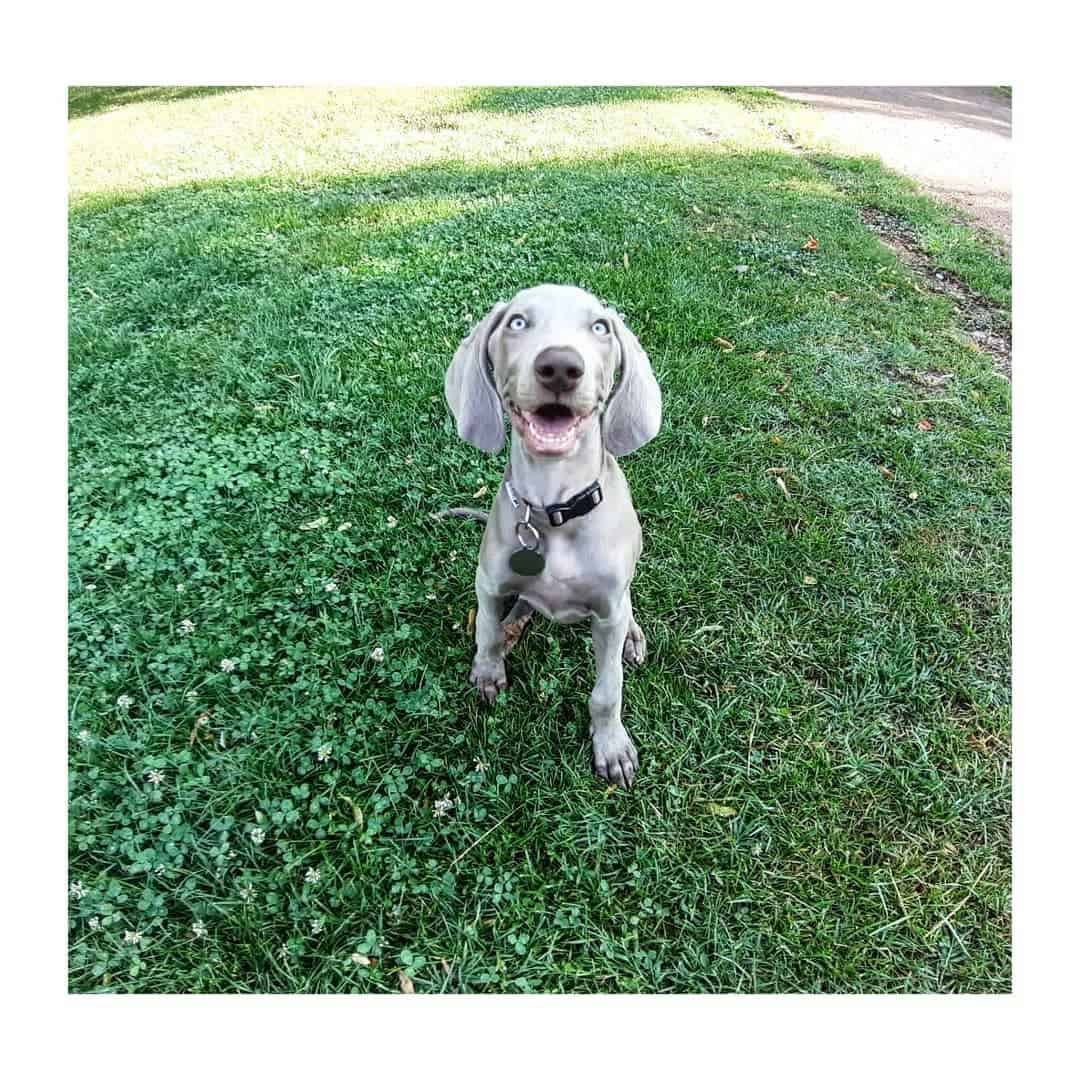 Mini Weim está sentado en el césped