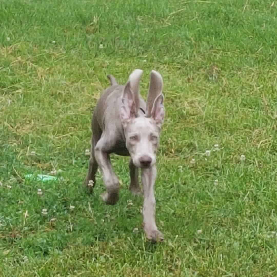Los Mini Weimaraners corren por el campo