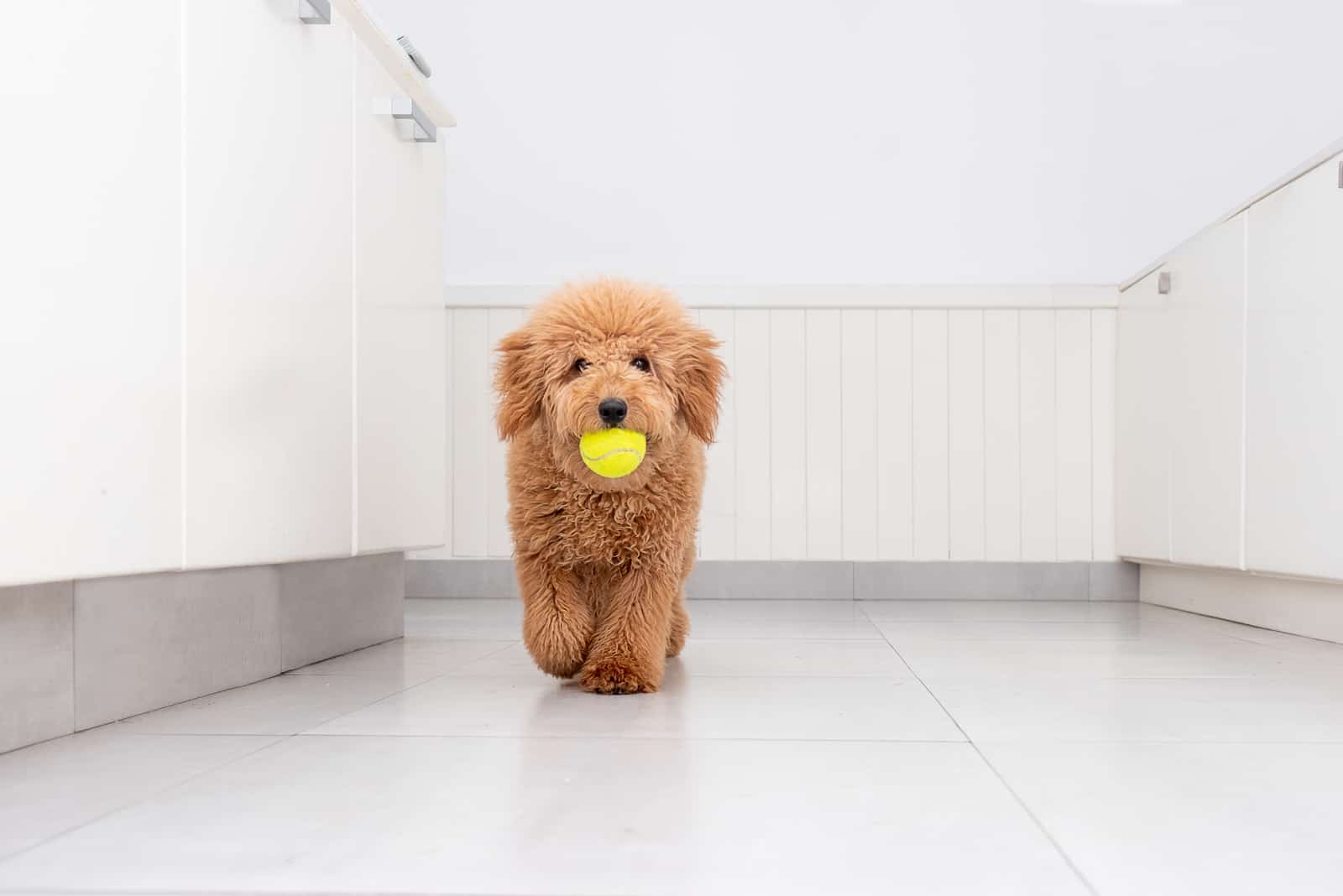 Cachorro Mini Goldendoodle jugando con una pelota de tenis en la cocina