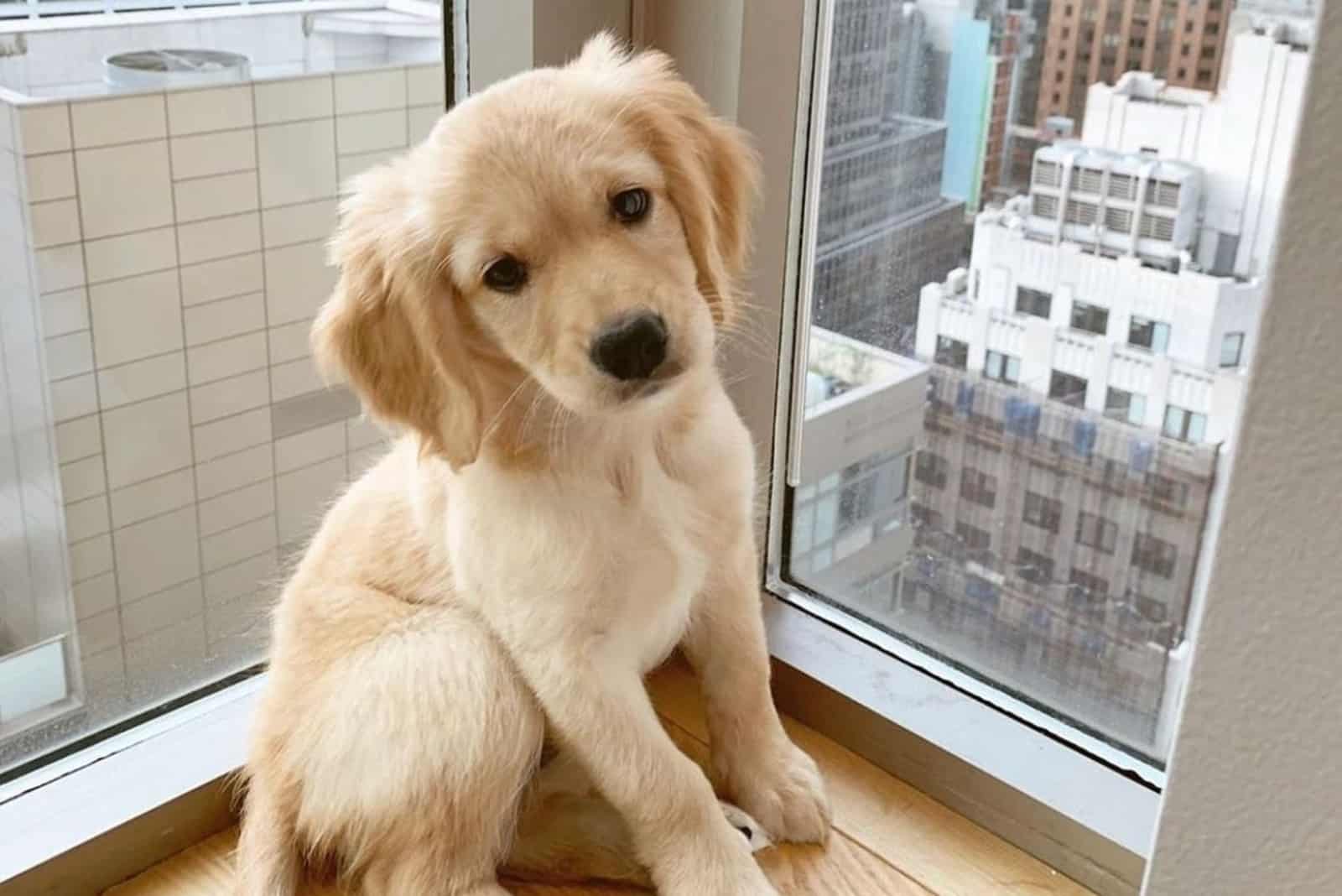 Mini Golden Retriever sentado mirando a la cámara