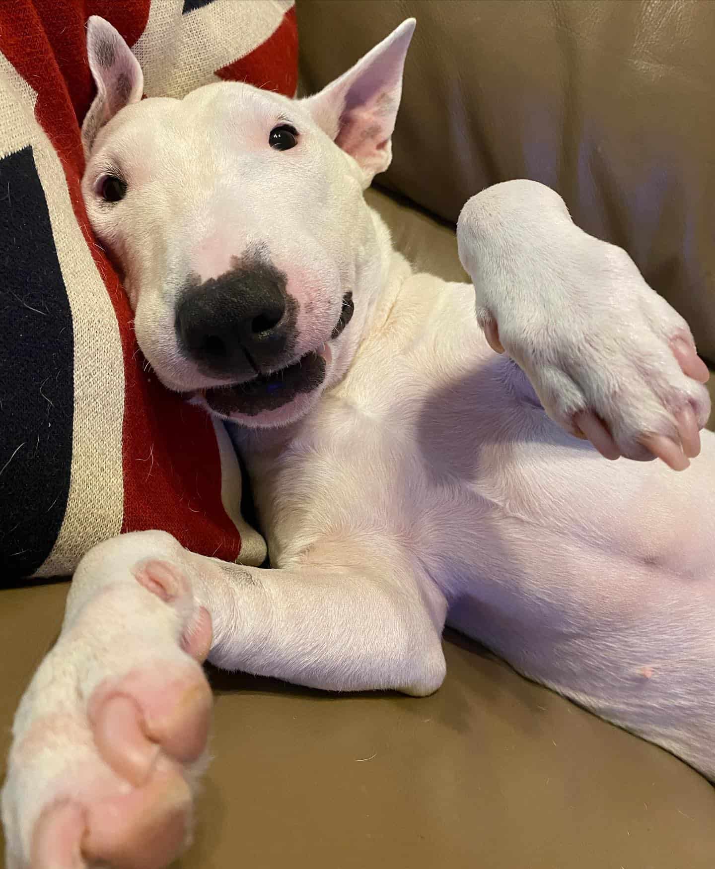 Bull Terrier Miniatura
