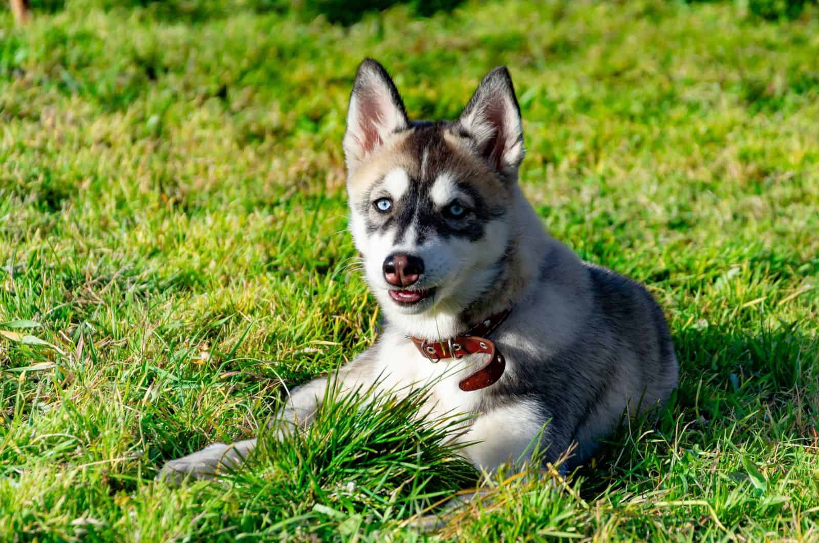 Husky Miniatura