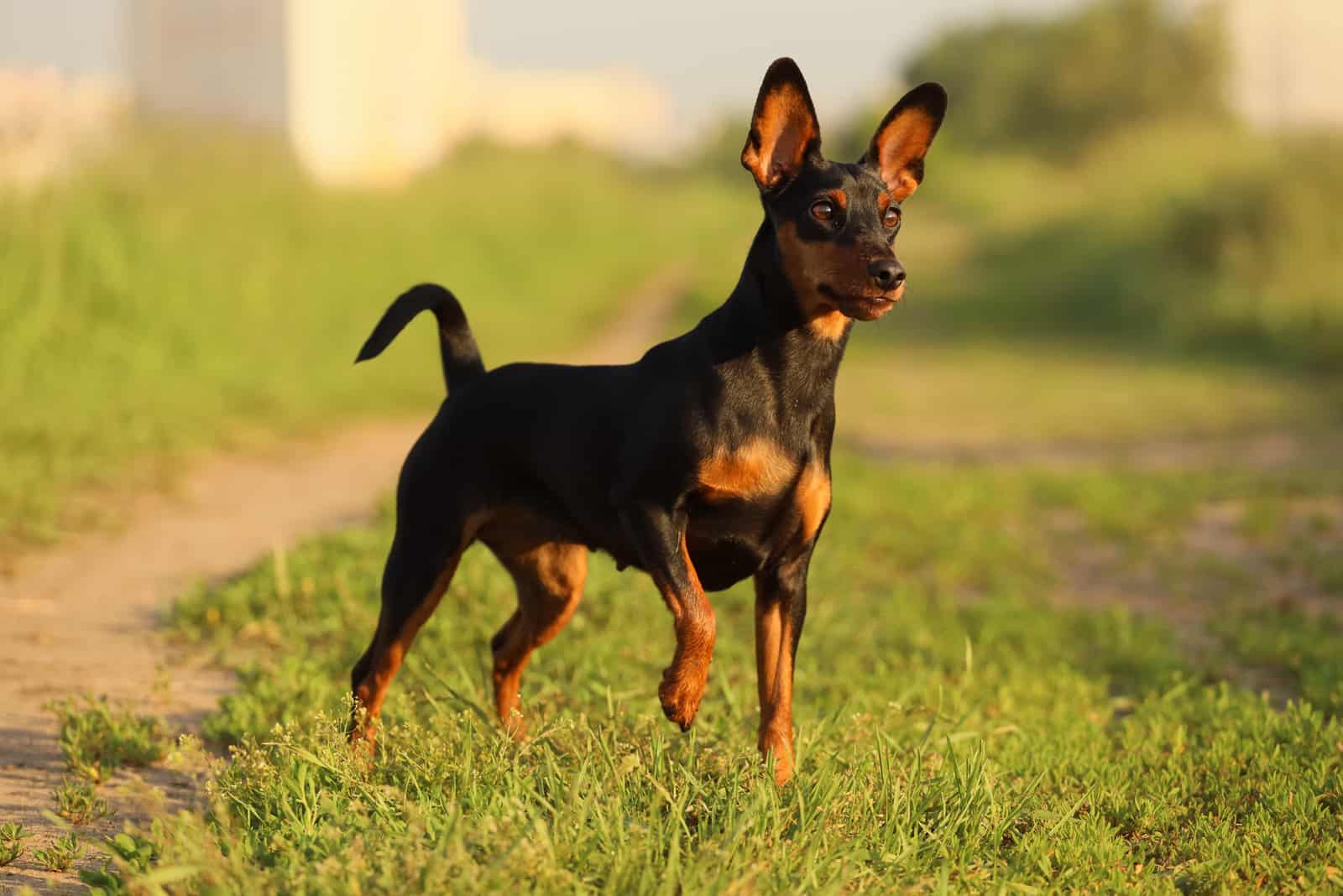 Perro Pinscher Miniatura