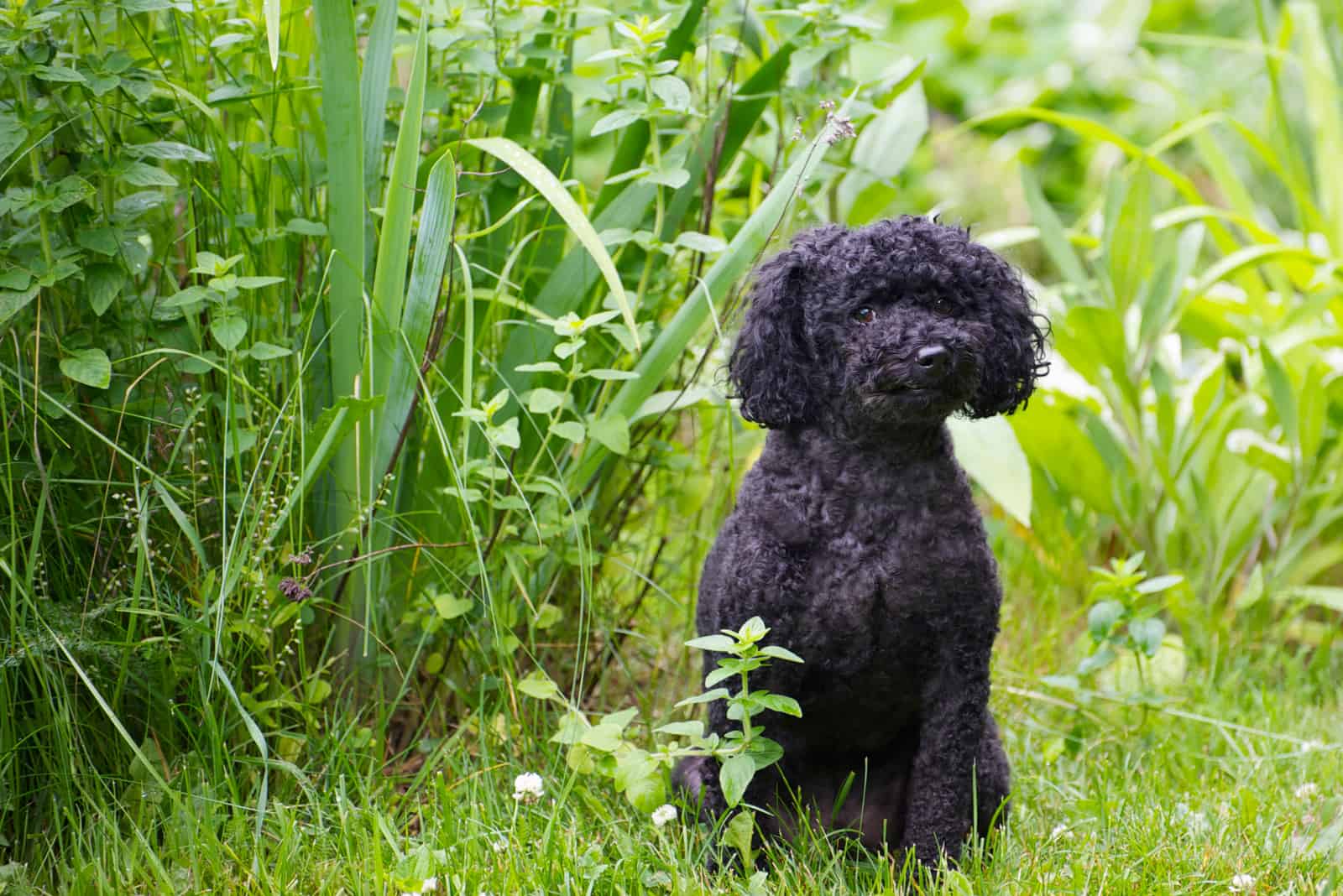 Caniche miniatura con corte de verano