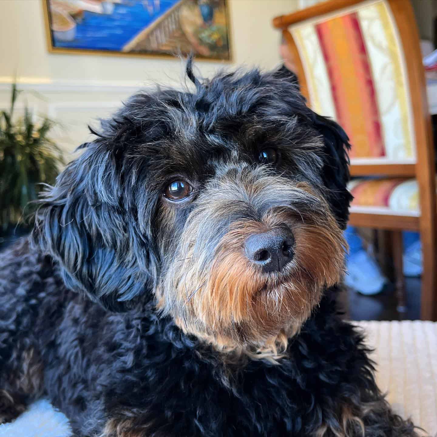 Perro Morkie-Poo