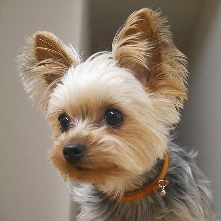 Perro Morkie