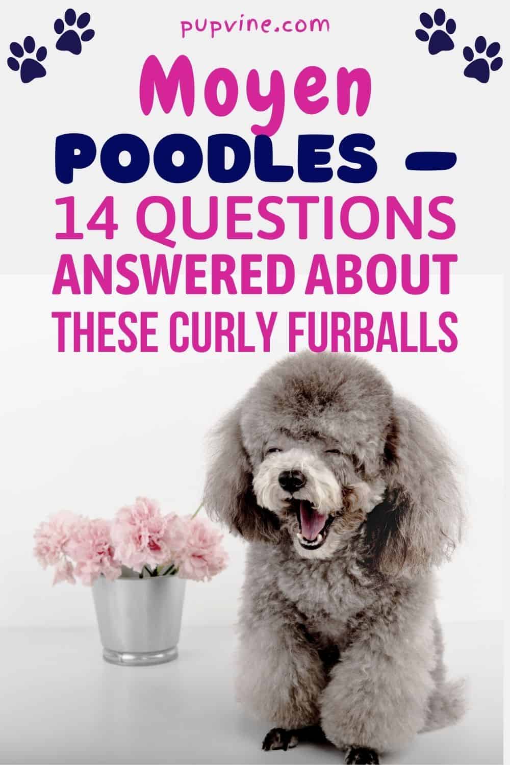 Moyen Poodles – 14 Preguntas Respondidas Sobre Estos Bolas de Pelo Rizadas