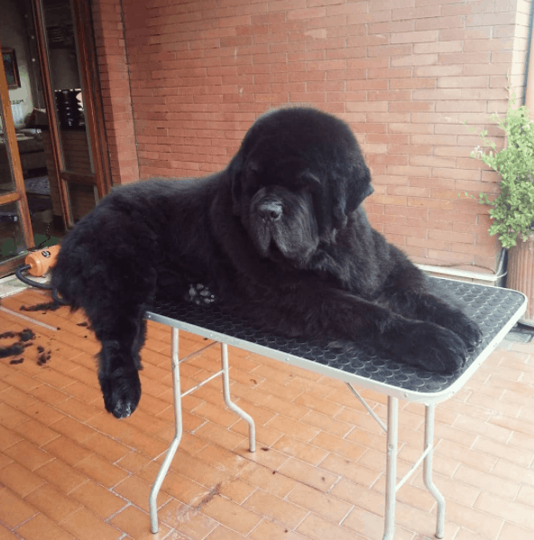 Terranova acostado sobre la mesa
