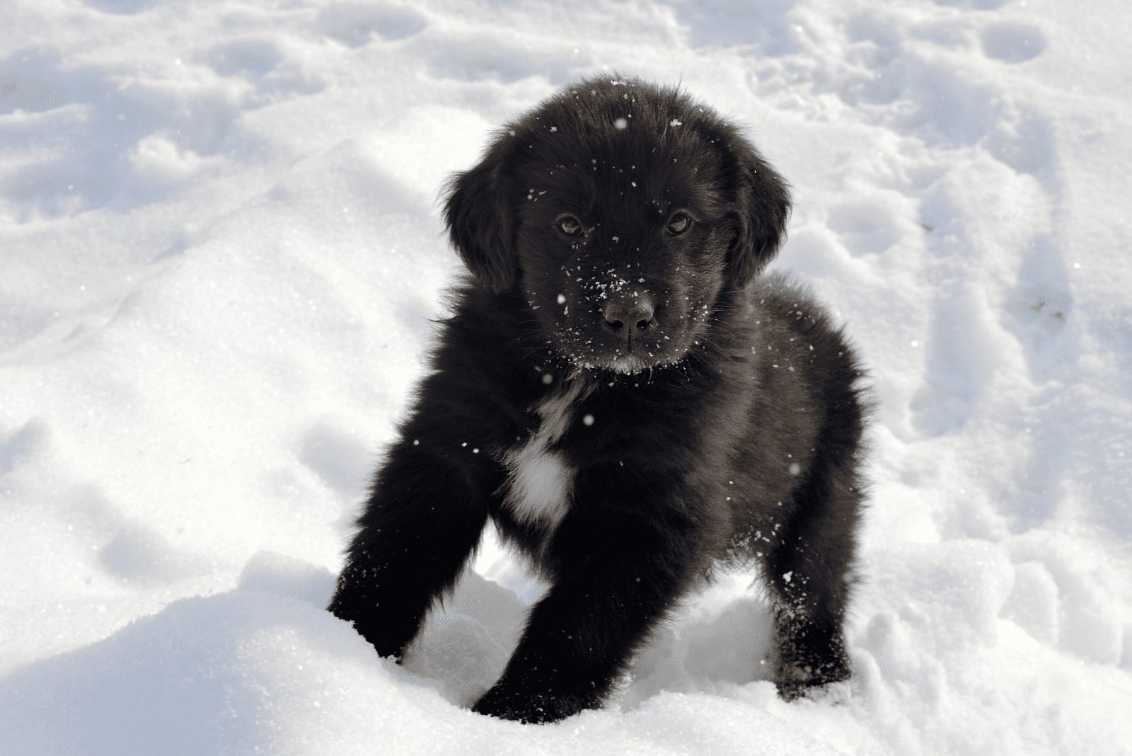Cachorro de Terranova de pie en la nieve