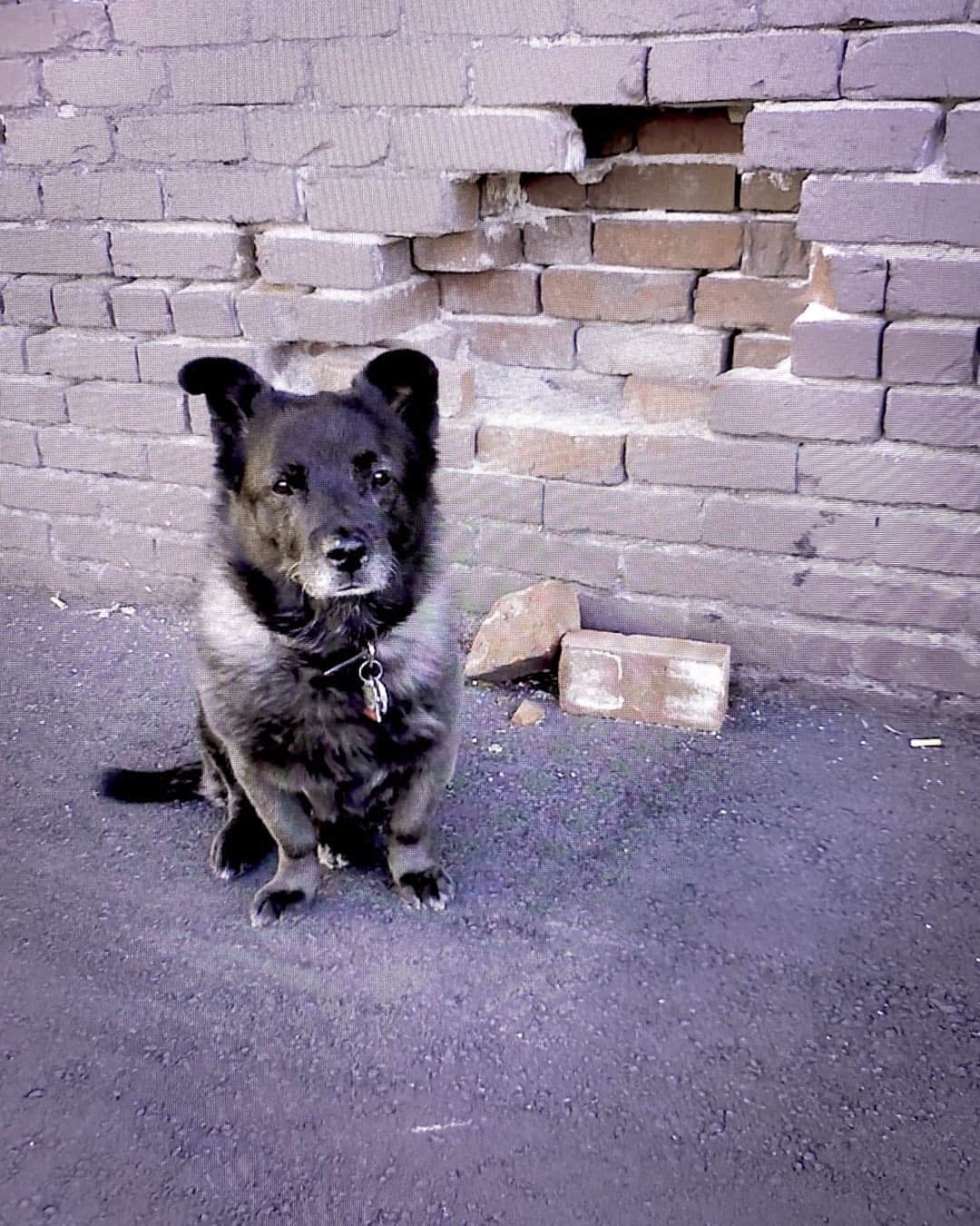 Mezcla de Elkhound Noruego y Corgi