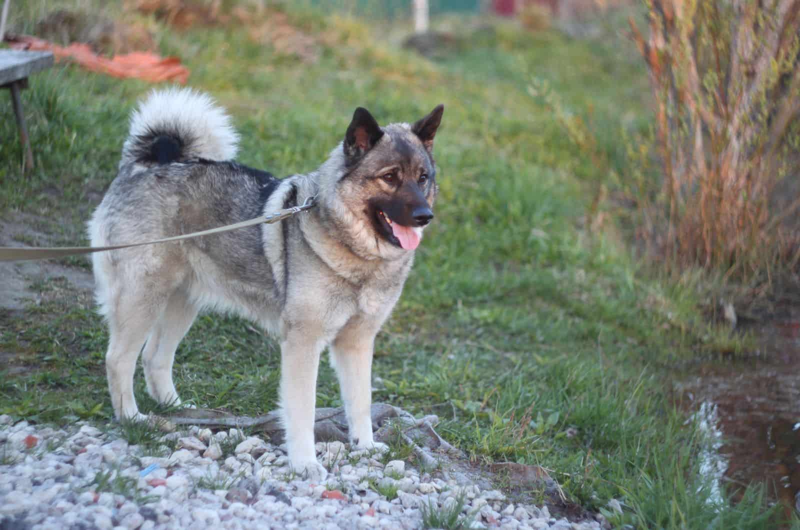 Elkhound Noruego parado afuera
