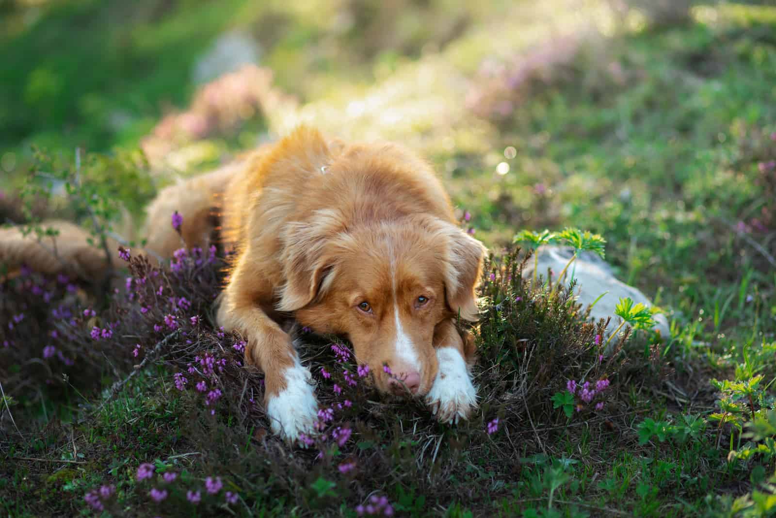 perro Nova Scotia Duck Tolling Retriever descansando