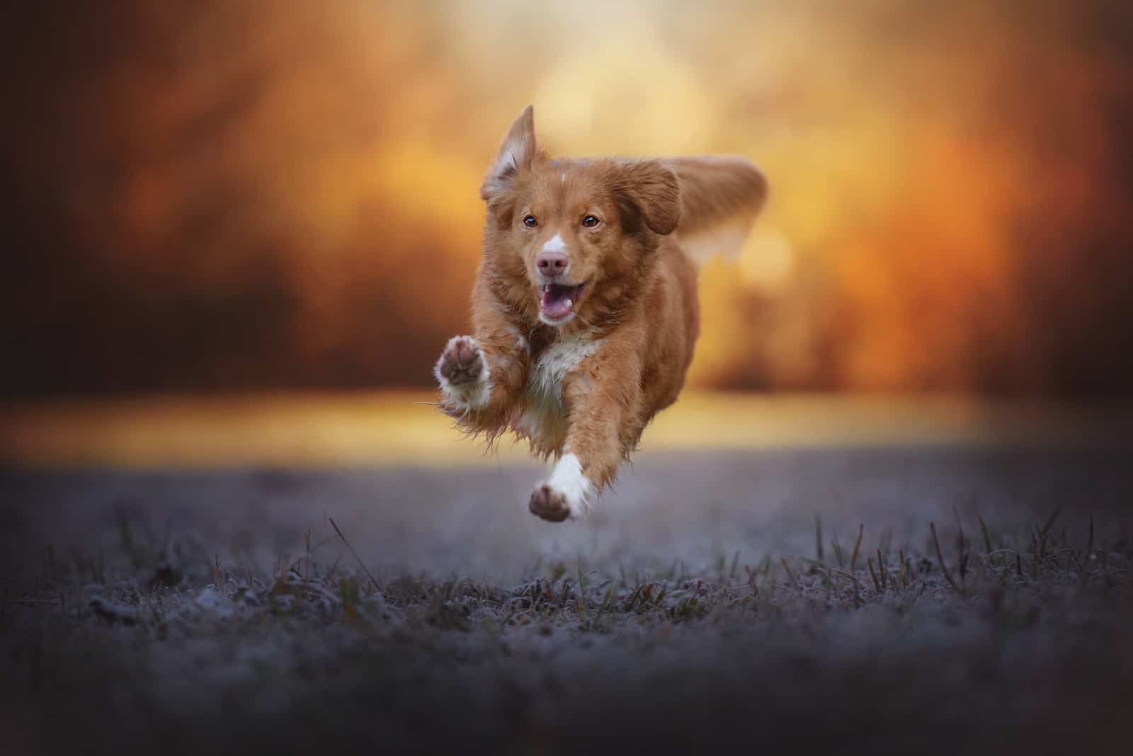 perro Nova Scotia Duck Tolling Retriever corriendo