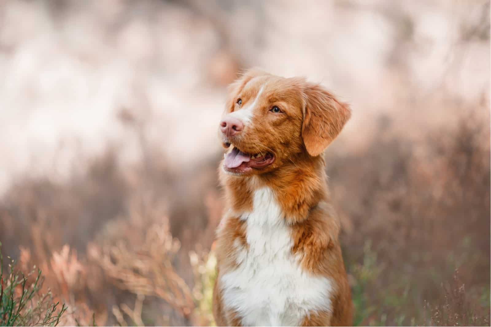 Nova Scotia Duck Tolling Retriever en la naturaleza