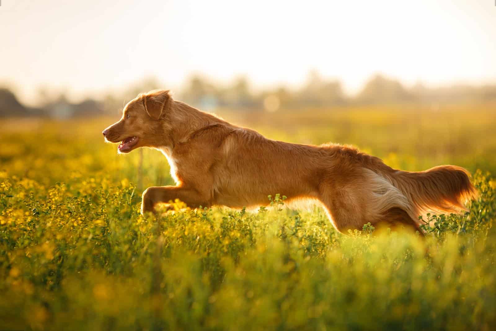 Nova Scotia Duck Tolling Retriever corriendo en el campo