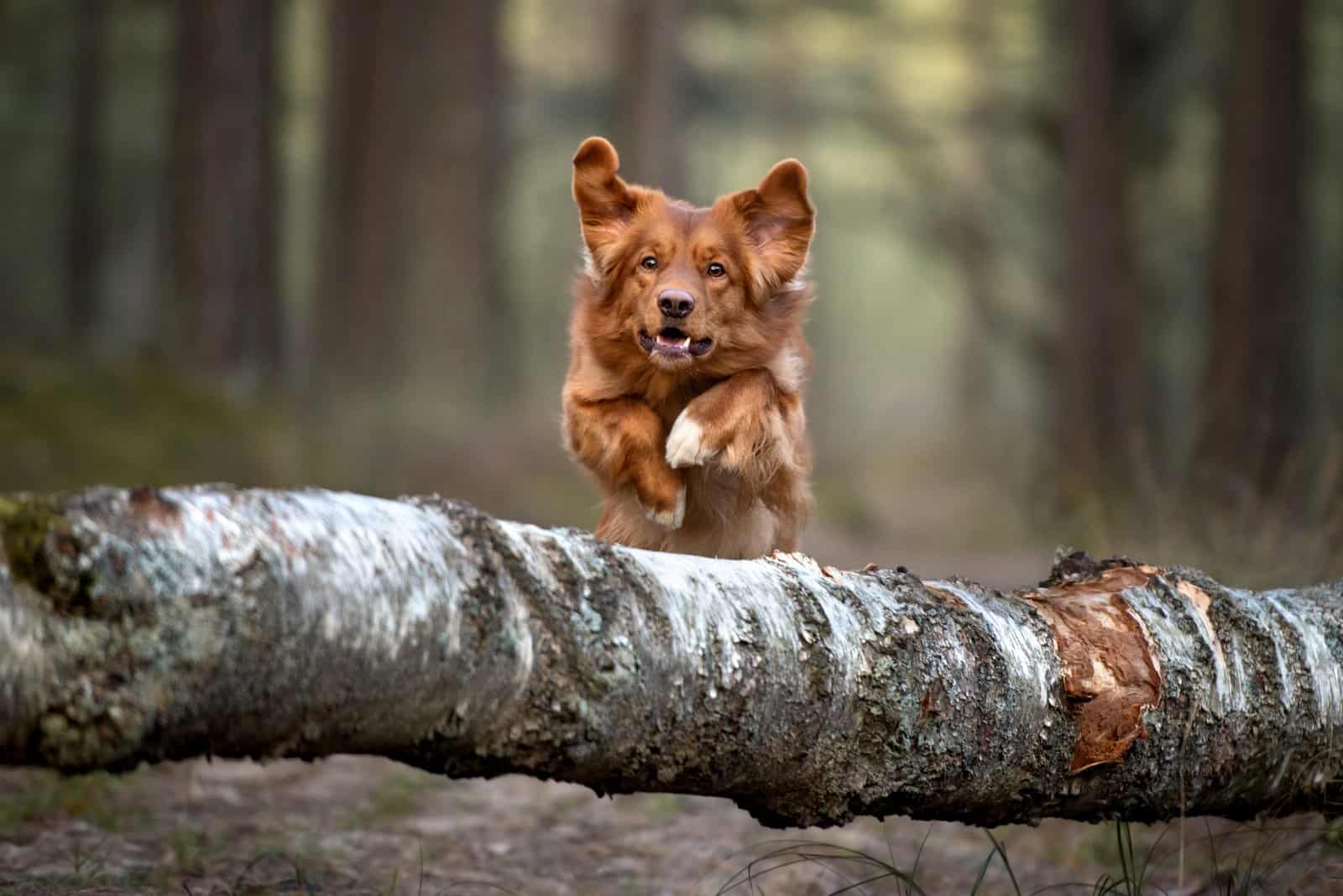 Nova Scotia Duck Tolling Retriever corriendo