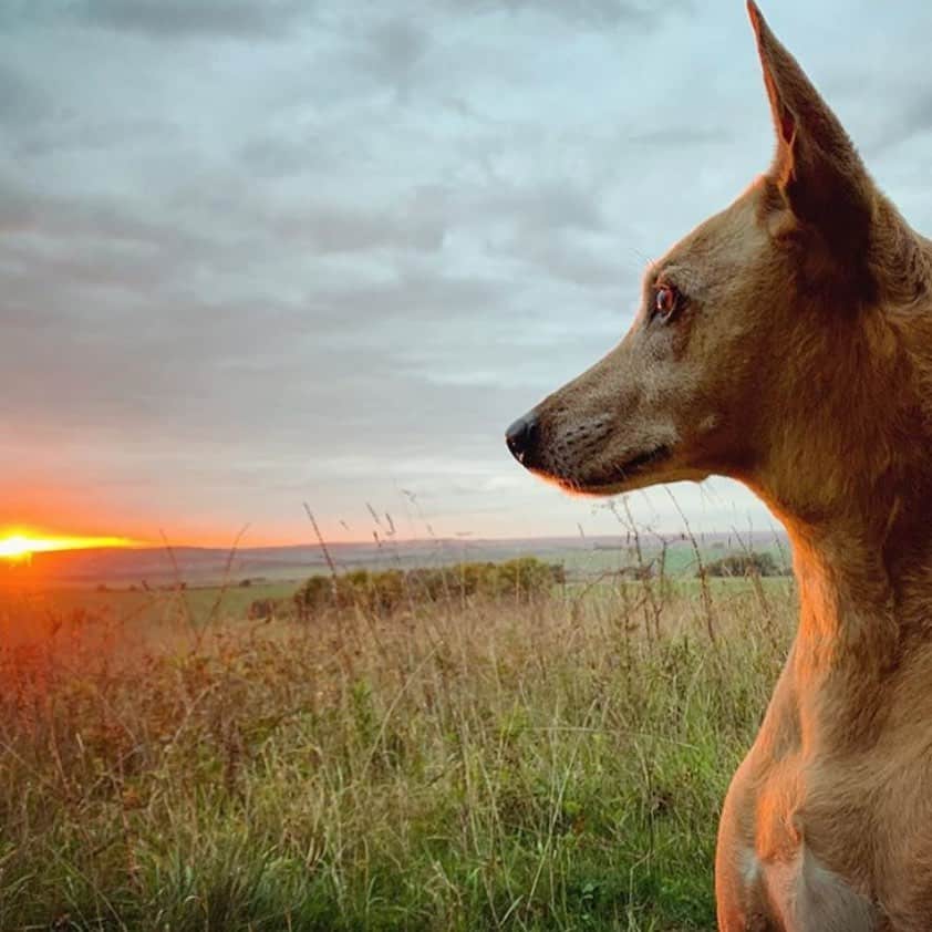 Perro Nubio