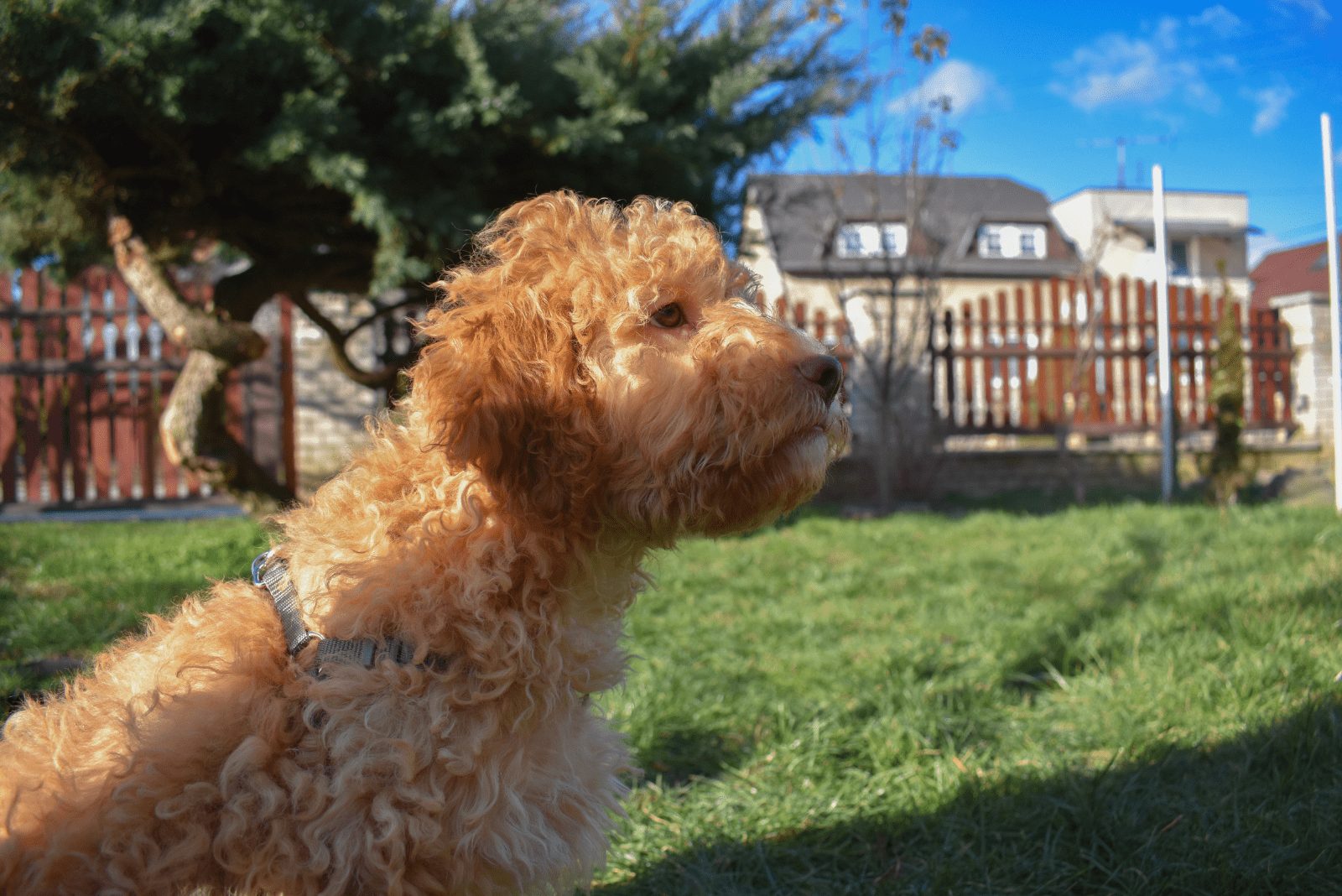 Lagotto Romagnolo naranja