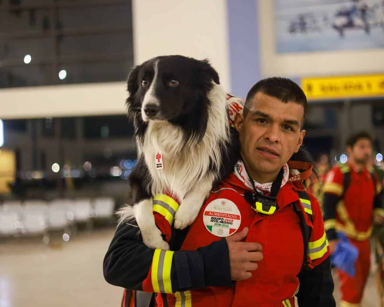 Orly, un perro de rescate de México