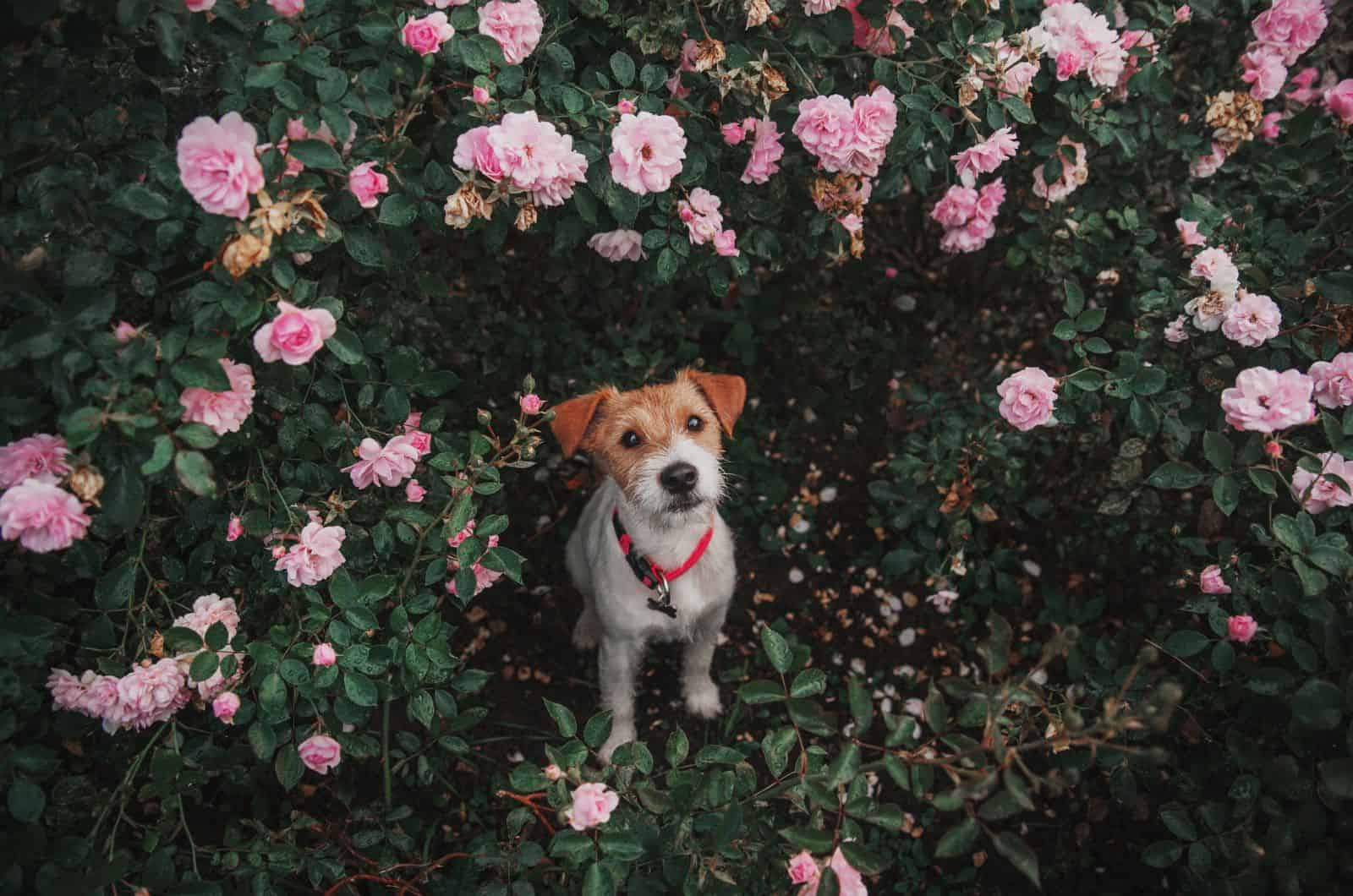 Parson Russell Terrier mirando hacia arriba