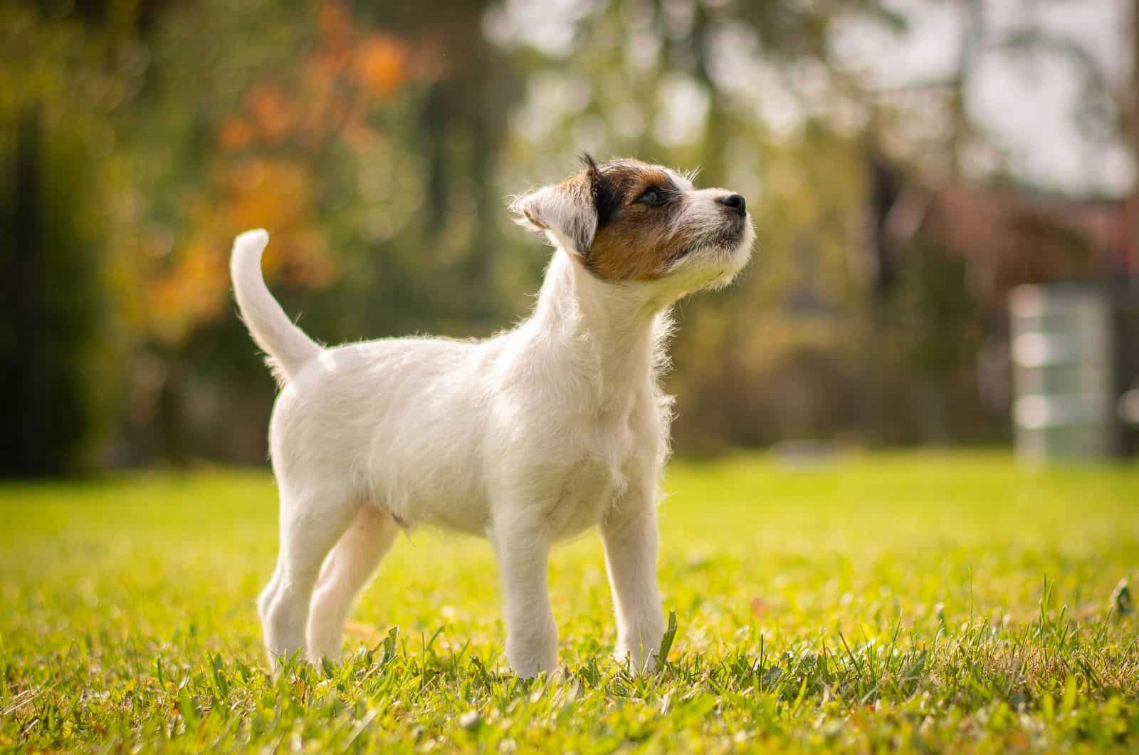 Parson Russell Terrier posando para la cámara mientras está de pie al aire libre