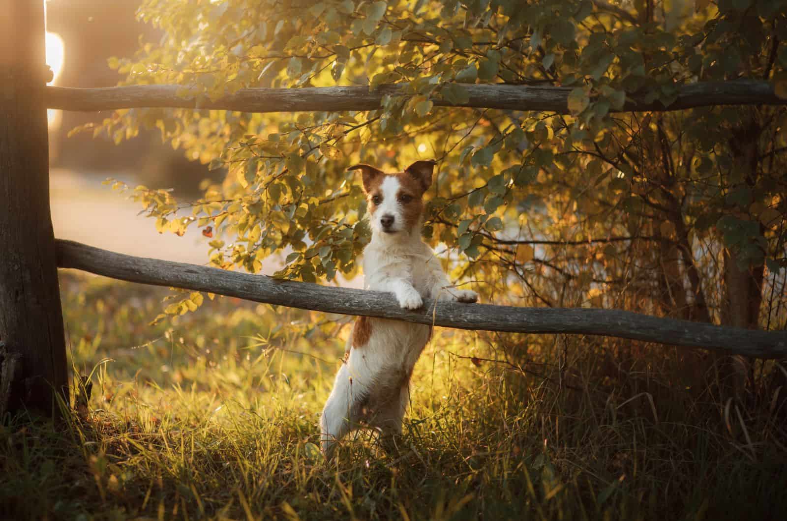 Parson Russell Terrier posando en el bosque