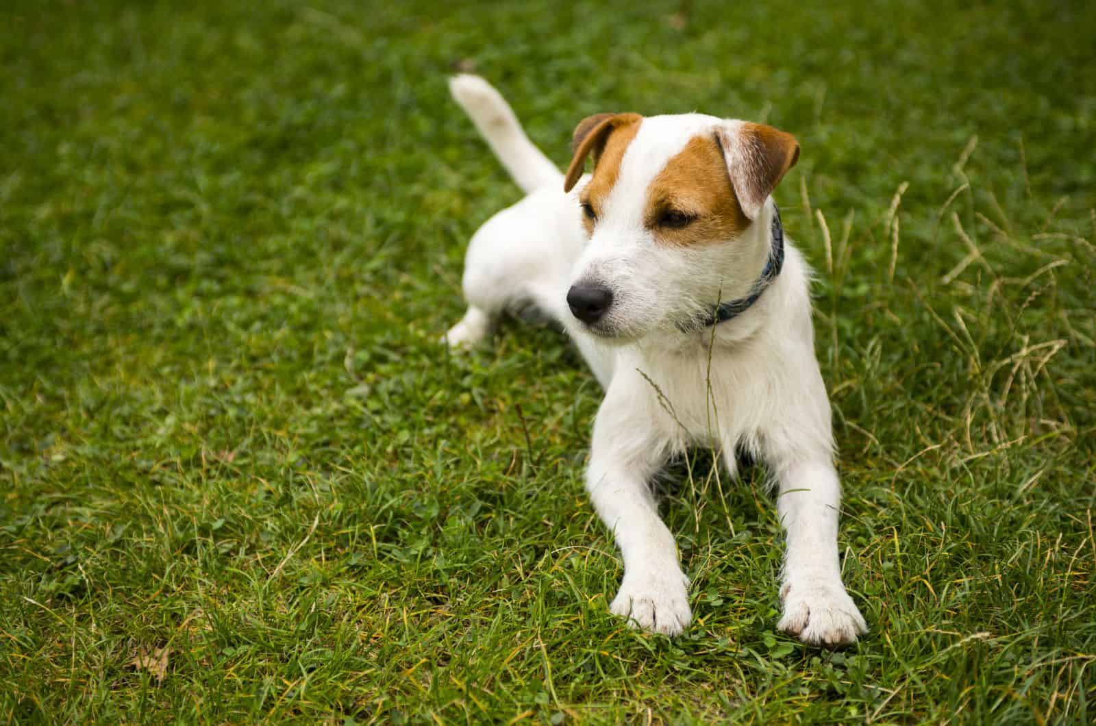 Parson Russell Terrier sentado sobre hierba al aire libre