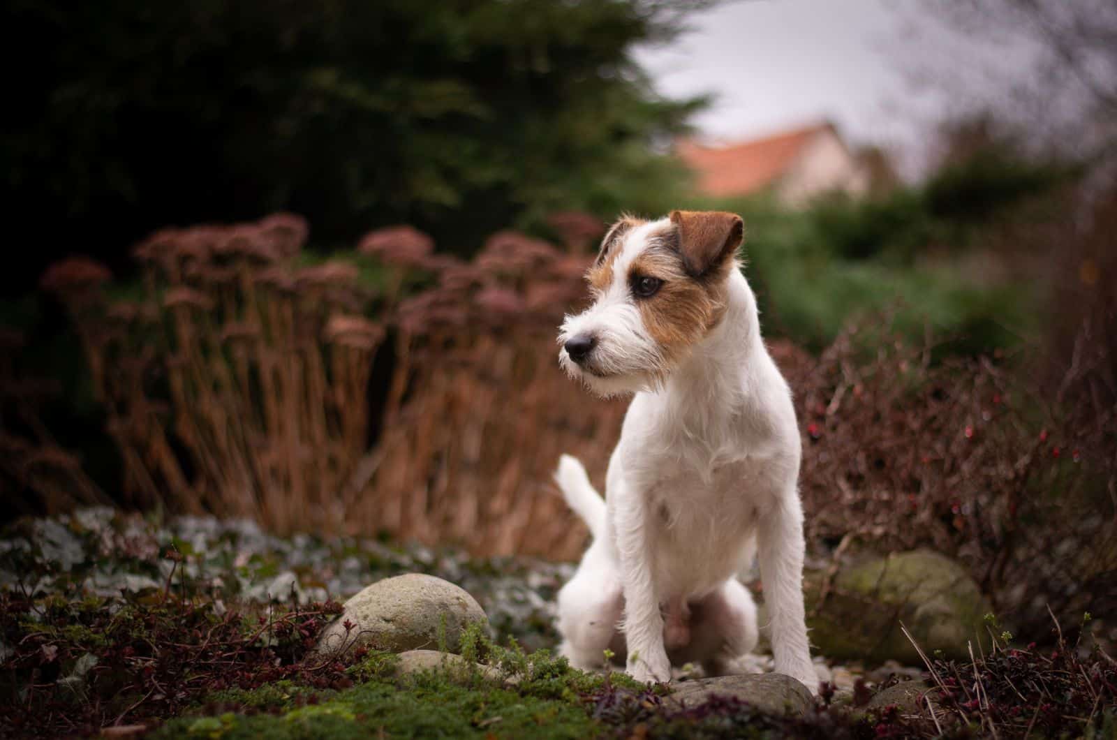 Parson Russell Terrier sentado al aire libre