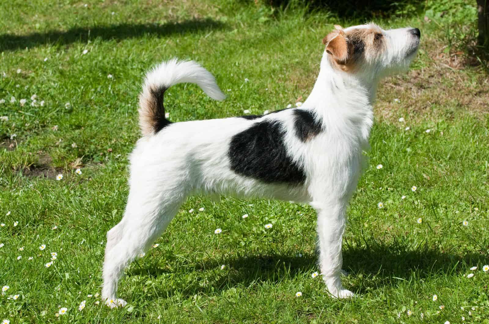 Parson Russell Terrier de pie sobre hierba al aire libre