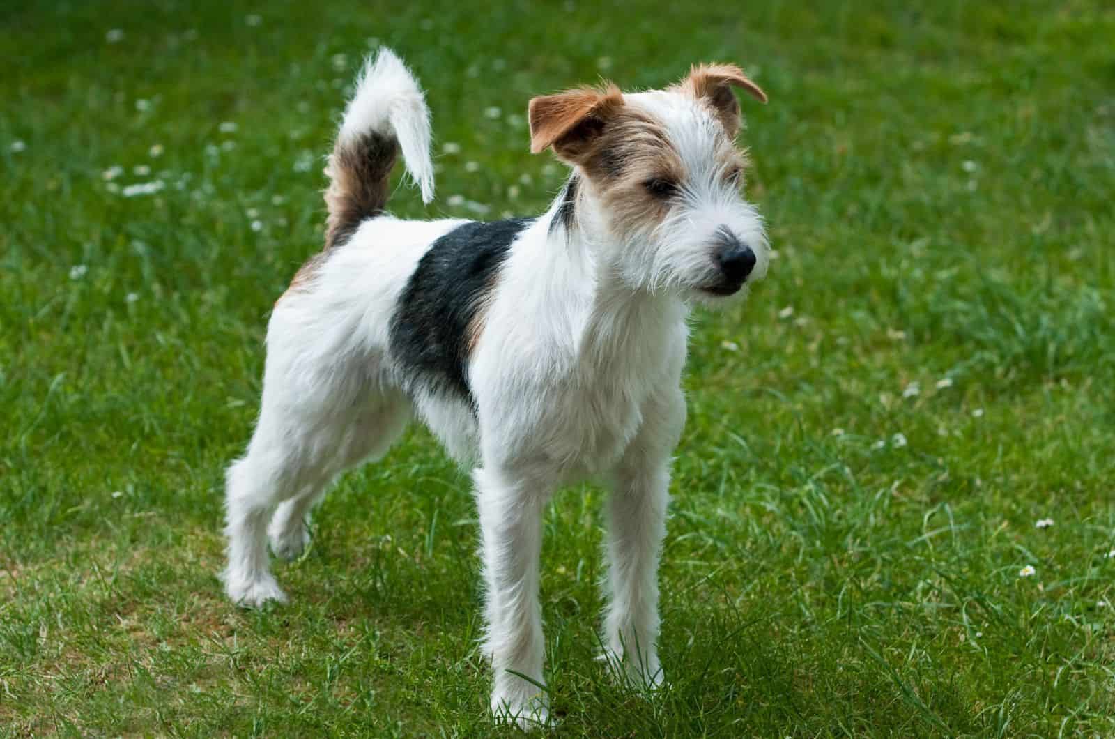 Parson Russell Terrier de pie sobre hierba