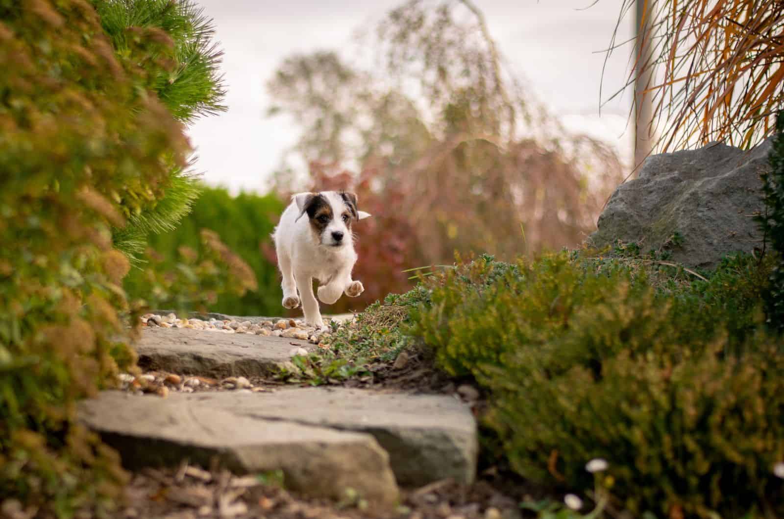 Parson Russell Terrier caminando al aire libre