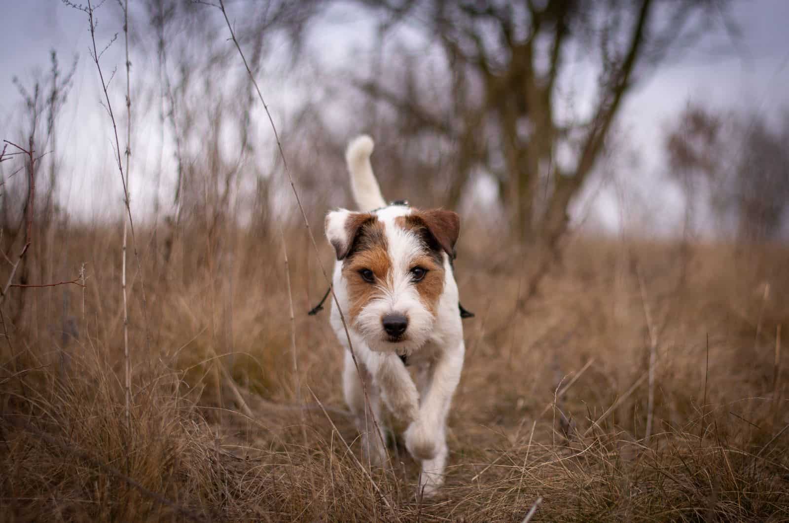 Parson Russell Terrier caminando al aire libre