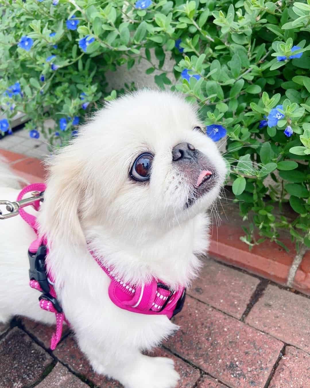 mezcla de perro pequinés y Shih Tzu