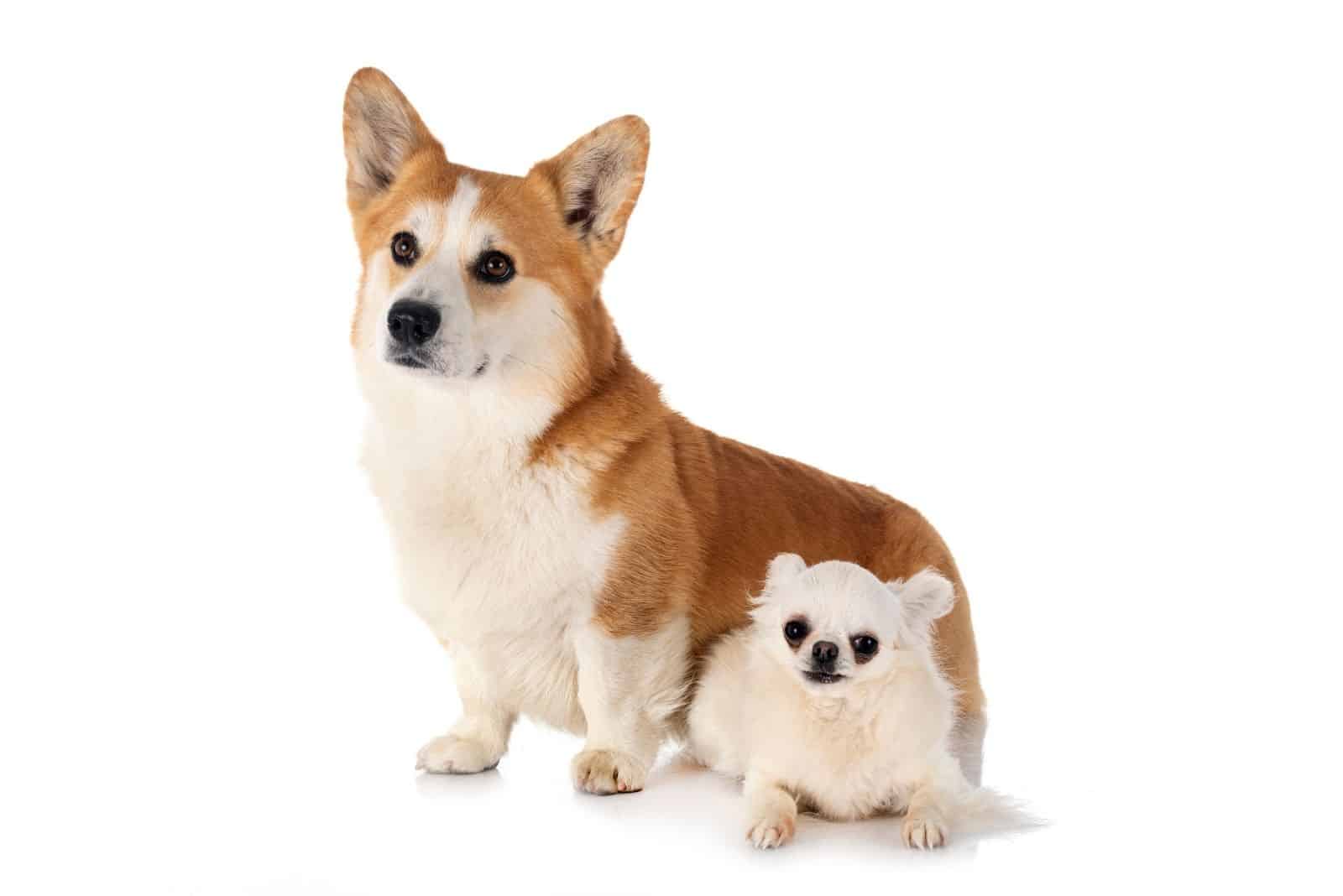 Corgi galés de Pembroke y chihuahua sentados sobre fondo blanco