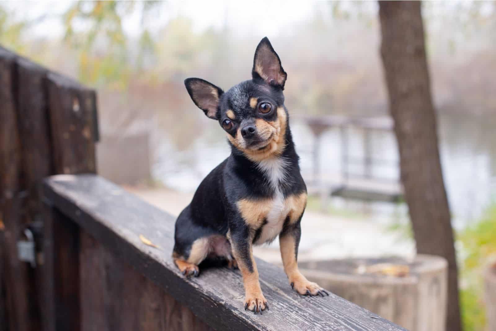 Perro mascota Chihuahua en la parte superior de la cerca de madera cerca de la calle