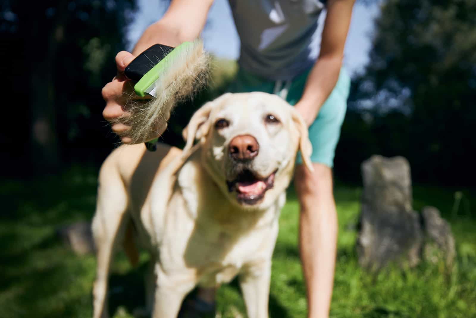 Dueño de una mascota cepillando el pelaje de su labrador retriever