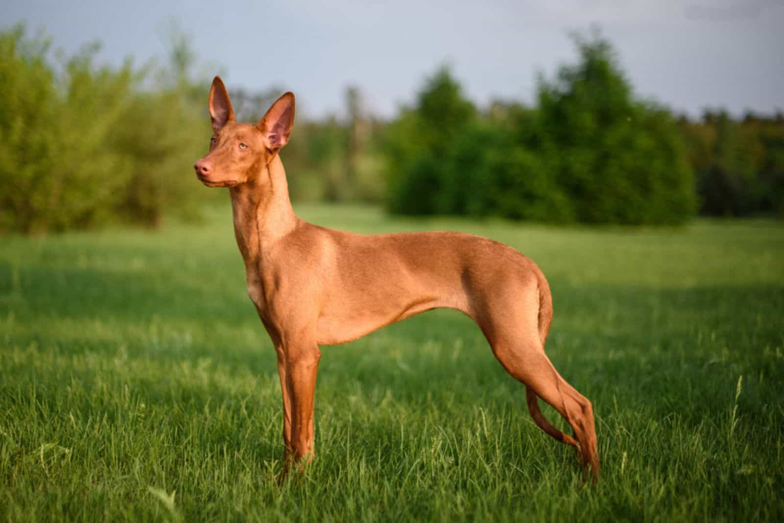 Galgo Faraón al aire libre