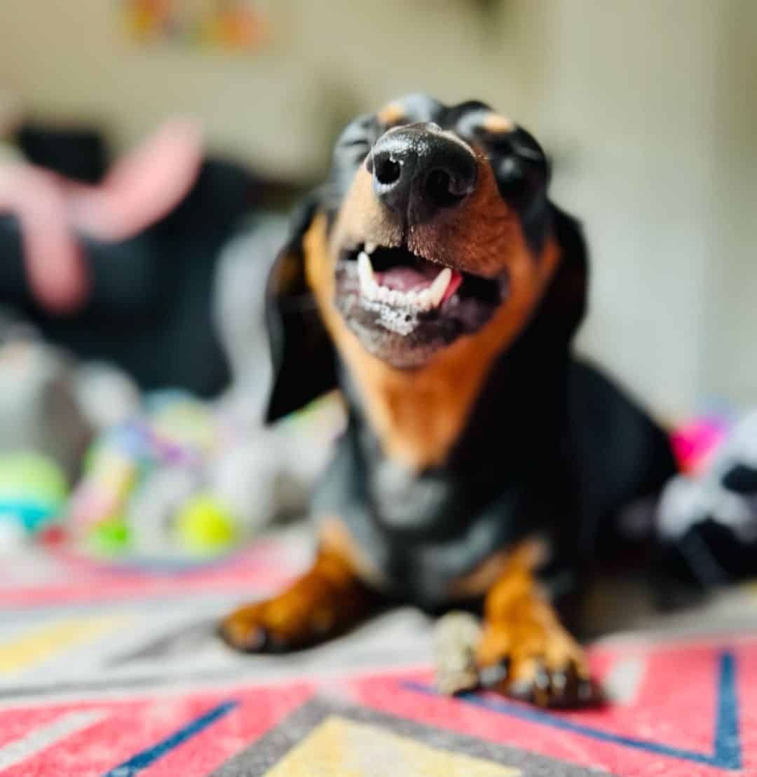 Foto de un feliz dachshund