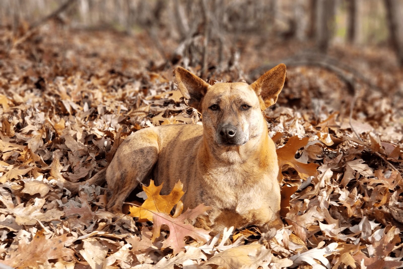 Phu Quoc Ridgeback yace en el bosque otoñal